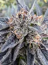 angel cake 3.webp