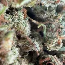 Orange Blossom 3.webp