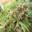 Orange Blossom 4.webp