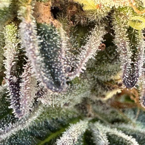 Skunk Fruit 3.webp