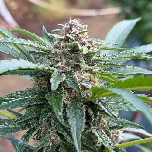 Skunk Fruit 2.webp