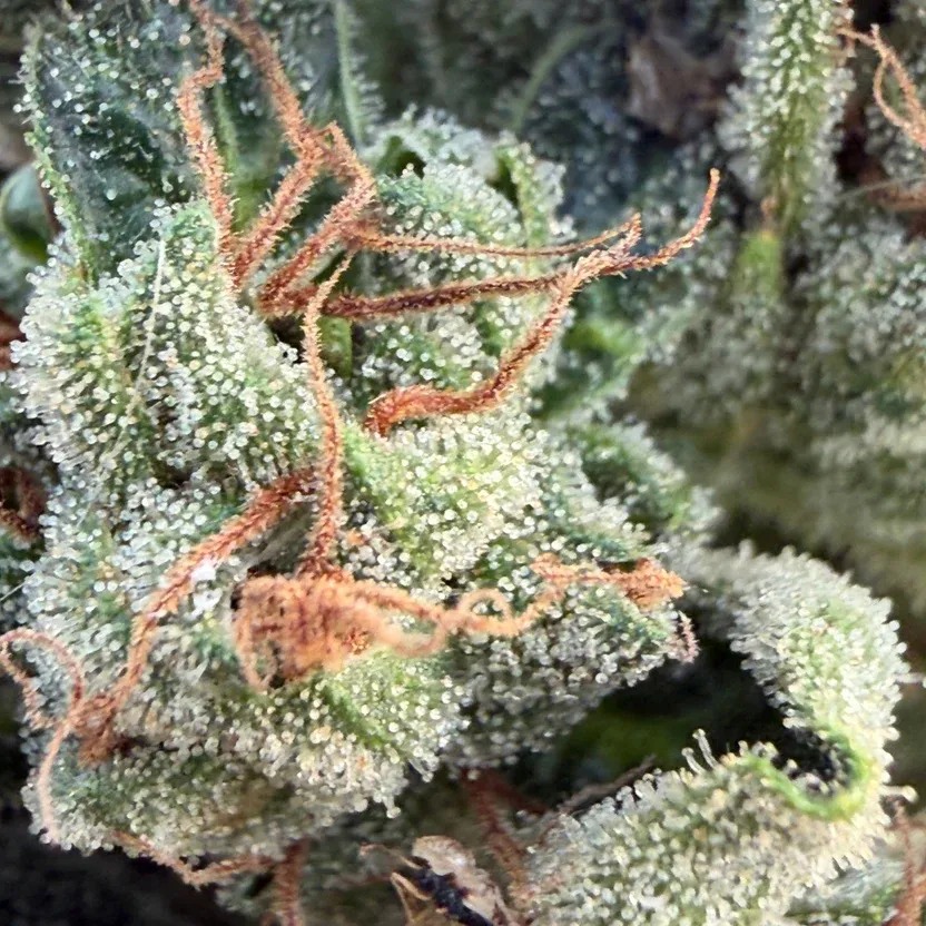 Zombie Bloom 3.webp
