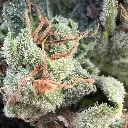 Zombie Bloom 3.webp