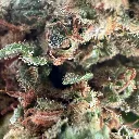 Zombie Bloom 4.webp