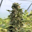 Zombie Bloom 2.webp