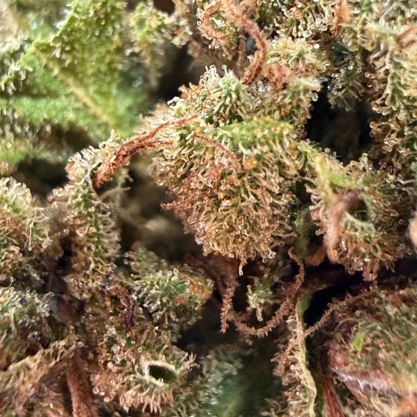 OG KUSH 3.webp