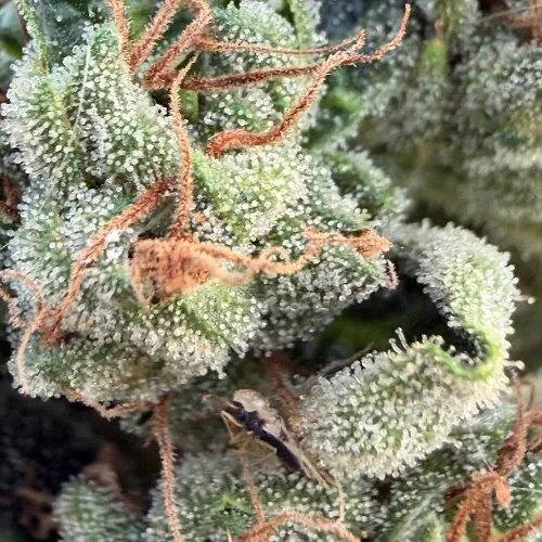OG KUSH 4.webp