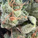 OG KUSH 4.webp