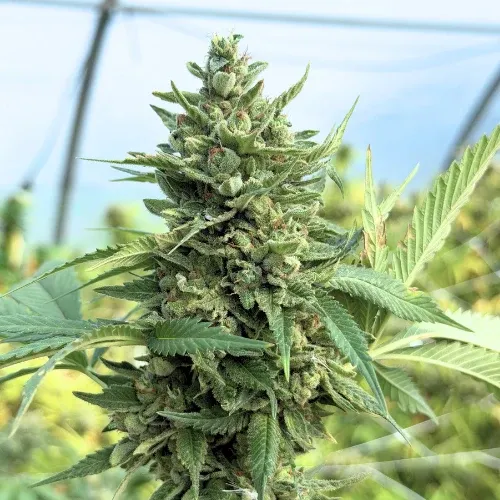 OG KUSH 2.webp
