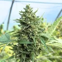 OG KUSH 2.webp