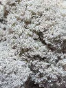 Payton Tartare 3.webp
