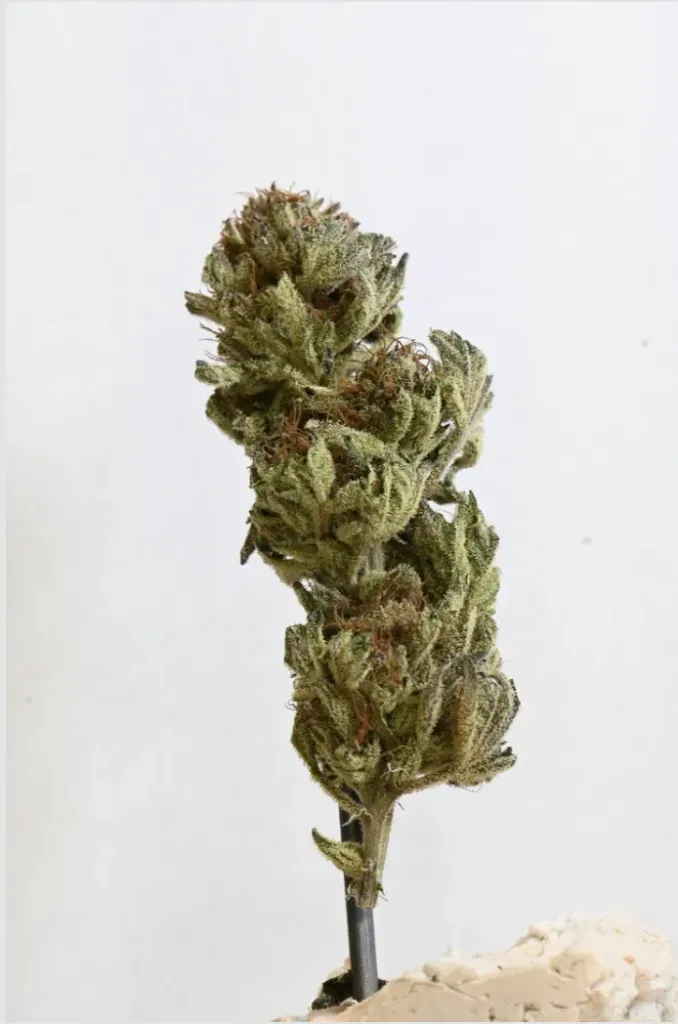 Fleur Blato Swizzlers
